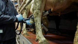 Milk price round-up: What are processors paying for NI’s August milk?