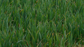 Grain price: Wheat falls, corn supplies ample