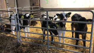 Poots announces change to NI calf TB testing requirements