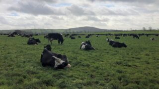 Some good weather on the horizon might present an opportunity to get out grazing