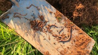Soil health: ‘The most valuable tool on your farm is your spade’
