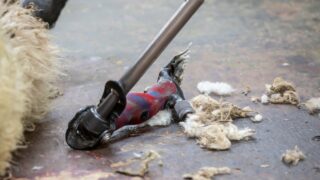 Checklist for shearers and farmers produced during Covid-19