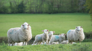 Farmers urged to give views on NI’s Rural Needs Act