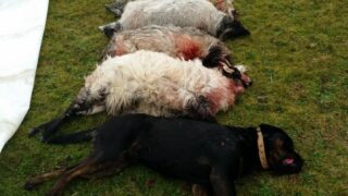 Farming union urges politicians to back radical livestock worrying proposals
