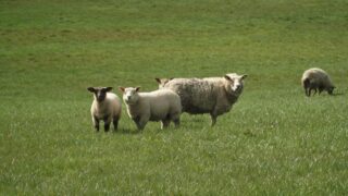 Are worm burdens affecting the performance of your lambs?