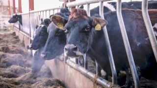 Advice to dairy farmers in the midst of Covid-19…keep your distance