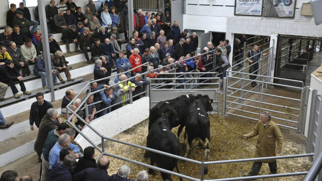 Movement restrictions on livestock to and from NI removed