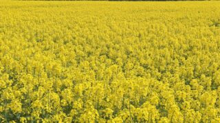 Keep an eye out for the flea beetle in oilseed rape crops
