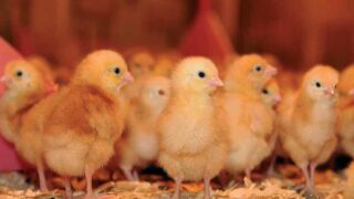 High phosphorous poultry manure deadline looming for NI poultry farmers