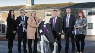 Countdown is on to this year’s Royal Ulster Winter Fair