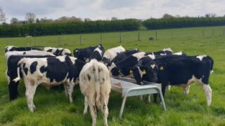 CAFRE to launch new dairy beef knowledge transfer project