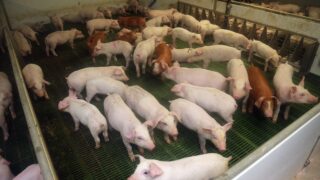 ‘NI’s approval to export pork to China could be worth in excess of £10 million’