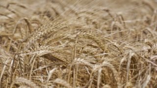 Bumper UK barley crop will not make up for reduction in wheat production