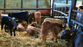 Increase in beef bulls on dairy cows drives NI’s rise in beef-sired calves