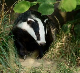 RSPCA concerned over lack of animal welfare in bTB review