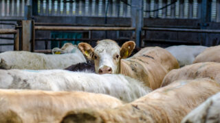 UFU slams ‘persistent’ NI and GB beef price differences
