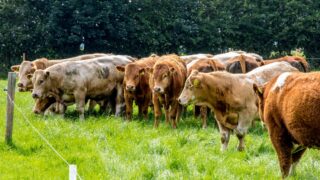 UFU demands answers over cattle imports