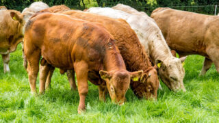 NI farmers warned All-Ireland PGI ‘may not be practical’