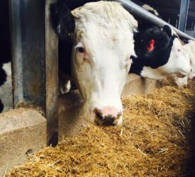 Bluetongue confirmed on two premises in Wales