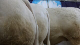 Conference to focus on improving profitability in beef production