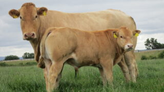 LMC: NI calf registrations to sucklers down over 2,000 in 2019