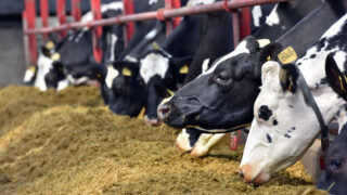 Home-grown proteins could halve NI dairy’s soya imports