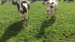 NI milk production levels and prices continue to rise in 2017