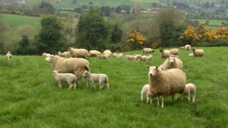 How successful was your 2018 lambing?
