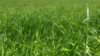 Germinal sells Morton’s brand