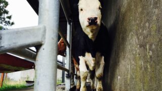 DAERA relaxes restrictions for herds overdue TB tests