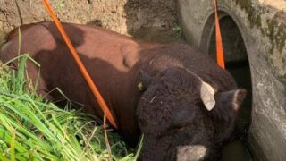 Firefighters called in to rescue 1,000kg bull stuck in ditch