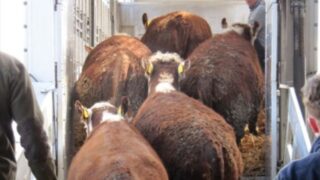 Surge in southern cattle being sent to factories in Northern Ireland