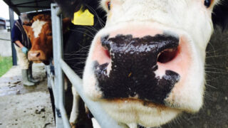 UK fined more than €3.5 million for failure to make progress eradicating TB