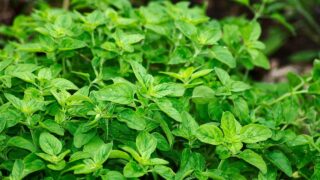 QUB food fraud study finds locally-sold sage to be ‘heavily adulterated’