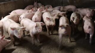 NI pig farm protest: Taken pig was ‘held to ransom’