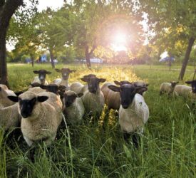 NSA kicks off sheep worrying awareness week