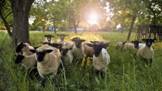 Heat stress in livestock: 4 tips for keeping your cool this summer