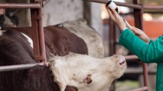 NI livestock industry ‘must play its part’ in antibiotic reduction
