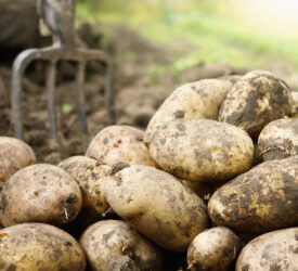 GB Potatoes urges growers to take part in survey