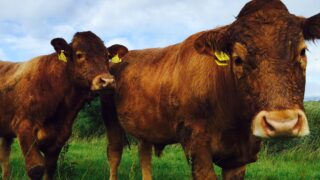 Almost 11,000 cattle reported lost or stolen in 3 years in NI