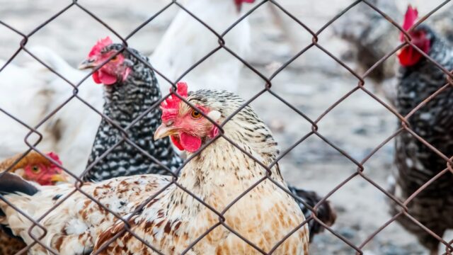 Defra confirms another case of bird flu in England