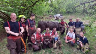 Fire services in Wales rescue 800kg bull stuck in bog