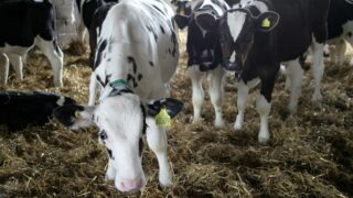 4 out of 5 UK dairy farmers had cryptosporidiosis in herds