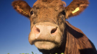 Report challenges assumptions about livestock impact