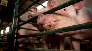 Disease-resistant pigs approved for sale in US