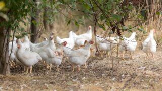 RSPCA urges govt act on mandatory labelling for animal products