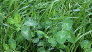 New varieties added to grass and clover lists for England and Wales