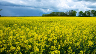 ‘Strongest set’ of oilseed rape pest management strategies released