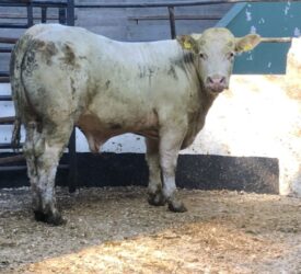 UK store cattle price inflation above deadweight trade