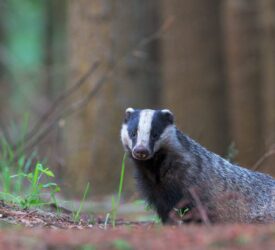 What is happening in NI on TB and wildlife ‘interventions’?